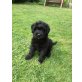 Bouvier des Flandres Welpen - Rüde