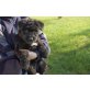Bouvier des Flandres Welpen - Rüde