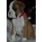 Boxer, Boxer - Rüde