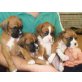 Boxer, Boxer - Rüde