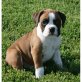 Boxer , Boxer - Rüde