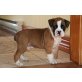 Boxer, Boxer - Rüde