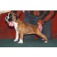 Boxer - Hündin