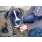 Boxer - Hündin