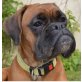 Boxer - Hündin