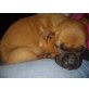 Boxer Labrador Mischlingswelpe Welpen - Rüde