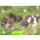 Boxer Labrador Welpen - Hündin