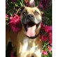 Boxer-Mix - Rüde