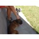 Boxer Mix - Rüde