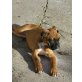 Boxer - Rüde