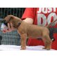 Boxer - Rüde