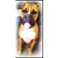 Boxer - Rüde