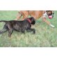 Boxer - Rüde