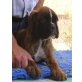 Boxer - Rüde