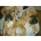Boxer - Rüde