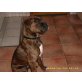 Boxer - Rüde