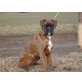 Boxer - Rüde