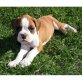 Boxer - Rüde