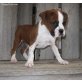 Boxer - Rüde
