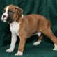 Boxer - Rüde