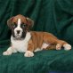 Boxer - Rüde