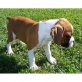 Boxer - Rüde