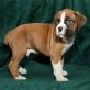 Boxer - Rüde