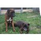 Boxer - Rüde