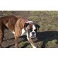 Boxer - Rüde