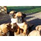 Boxer - Rüde