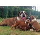 Boxer - Rüde