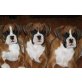 Boxer - Rüde