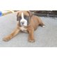 Boxer - Rüde