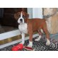 Boxer - Rüde
