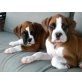 Boxer - Rüde