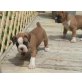 Boxer - Rüde