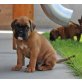 Boxer - Rüde