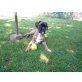 Boxer - Rüde