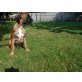 Boxer - Rüde