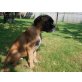 Boxer - Rüde