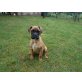 Boxer - Rüde