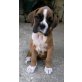 Boxer - Rüde