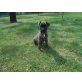 Boxer - Rüde