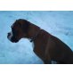 Boxer Rüde, Boxer - Rüde