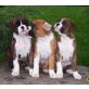 Boxer Welpe mit VDH /BK Papieren, Boxer - Rüde