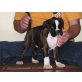 Boxer Welpen - Rüde