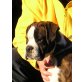 Boxer Welpen - Rüde