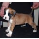 Boxer Welpen - Rüde