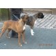 Boxer Welpen - Rüde