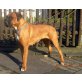 Boxer Welpen - Rüde